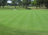 Agrostis stolonifera 'Penncross' Bentgrass Seed | Cold Hardy Fairway Turf Grass