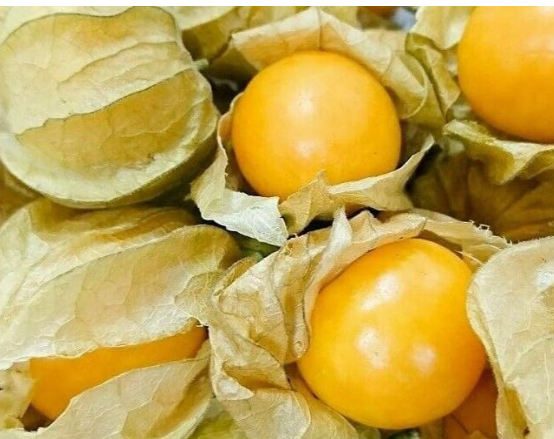 Physalis Peruviana Seeds | Cape Gooseberry Golden Husk Tomato Berry Seeds