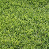 Purple Sheep Fescue Seeds - Festuca rubra | Shade-Tolerant Perennial Turf Grass, Easy to Grow & Versatile