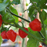 Caribbean Red Habanero Pepper Seeds | Capsicum chinense | Smoky High Heat Chili