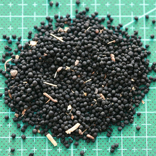 Mixed Color Grape Hyacinth Seeds - Muscari botryoides, Perennial Ground Cover for Landscaping