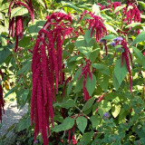Red Love-Lies-Bleeding Seeds - Amaranthus caudatus, Ornamental & Edible Plant, Ideal for Home Gardening
