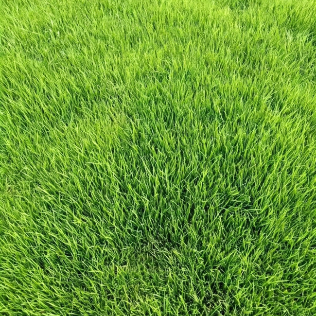 Purple Sheep Fescue Seeds - Festuca rubra | Shade-Tolerant Perennial Turf Grass, Easy to Grow & Versatile