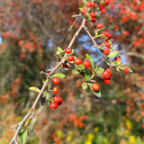 Red Firethorn Seeds | Pyracantha fortuneana | Ornamental Red Berry Shrub