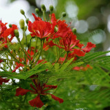 Royal Poinciana Seeds - Delonix regia | Premium Ornamental Street Tree with Red Flowers & High Ornamental Value
