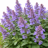 Mussin's Catmint Seeds - Nepeta mussinii, Perennial Aromatic Groundcover Herb