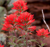 Rare Indian Paintbrush Seeds | Castilleja angustifolia | Native Perennial Wildflower