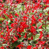 Red Flowering Sage Seeds - Salvia coccinea, Perennial Red Garden Flower, Sun-Loving, Heat-Tolerant, Easy to Grow
