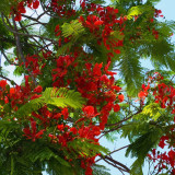 Royal Poinciana Seeds - Delonix regia | Premium Ornamental Street Tree with Red Flowers & High Ornamental Value