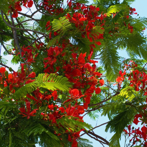 Royal Poinciana Seeds - Delonix regia | Premium Ornamental Street Tree with Red Flowers & High Ornamental Value