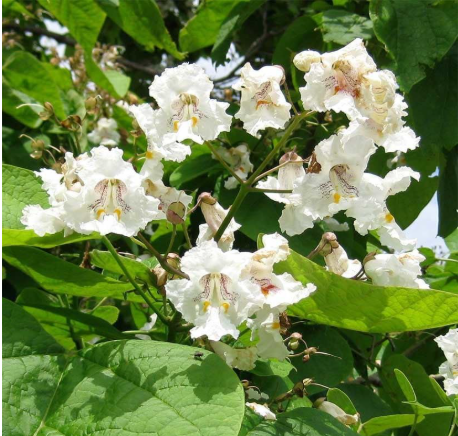 Northern Catalpa Bare Root Sapling | Catalpa speciosa | 12–24 Inch Fast Growing Shade Tree