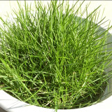 Purple Sheep Fescue Seeds - Festuca rubra | Shade-Tolerant Perennial Turf Grass, Easy to Grow & Versatile