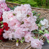 Chabaud Mixed Color Carnation Seeds - Dianthus caryophyllus, Fragrant Perennial Cut Flower