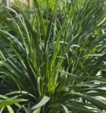 Allium tuberosum Garlic Chives Seeds | Broad Leaf Nira for Asian Culinary Garden