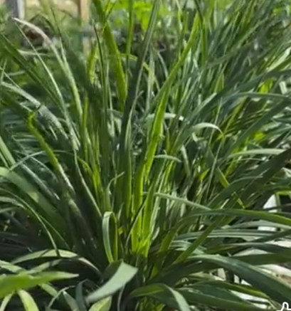 Allium tuberosum Garlic Chives Seeds | Broad Leaf Nira for Asian Culinary Garden