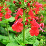 Red Flowering Sage Seeds - Salvia coccinea, Perennial Red Garden Flower, Sun-Loving, Heat-Tolerant, Easy to Grow