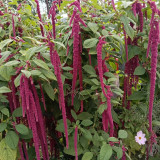 Red Love-Lies-Bleeding Seeds - Amaranthus caudatus, Ornamental & Edible Plant, Ideal for Home Gardening