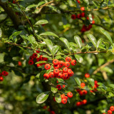 Red Firethorn Seeds | Pyracantha fortuneana | Ornamental Red Berry Shrub
