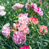 Chabaud Mixed Color Carnation Seeds - Dianthus caryophyllus, Fragrant Perennial Cut Flower