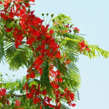 Royal Poinciana Seeds - Delonix regia | Premium Ornamental Street Tree with Red Flowers & High Ornamental Value