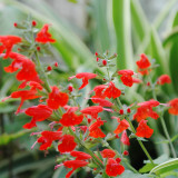 Red Flowering Sage Seeds - Salvia coccinea, Perennial Red Garden Flower, Sun-Loving, Heat-Tolerant, Easy to Grow