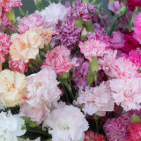 Chabaud Mixed Color Carnation Seeds - Dianthus caryophyllus, Fragrant Perennial Cut Flower