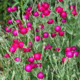 Red Flowered Rose Campion Seeds | Lychnis coronaria | Perennial Red Cut Flower