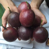 Mixed Purple & Yellow Passion Fruit Seeds - Passiflora edulis, Sweet-Tart Tropical Fruit for Home Garden