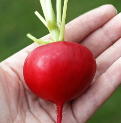 German Giant Radish Seeds | Raphanus sativus | Non-GMO Large Round Red Radish