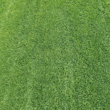 Creeping Bentgrass Seeds | Agrostis stolonifera | Low Growing No Mow Golf & Villa Turf