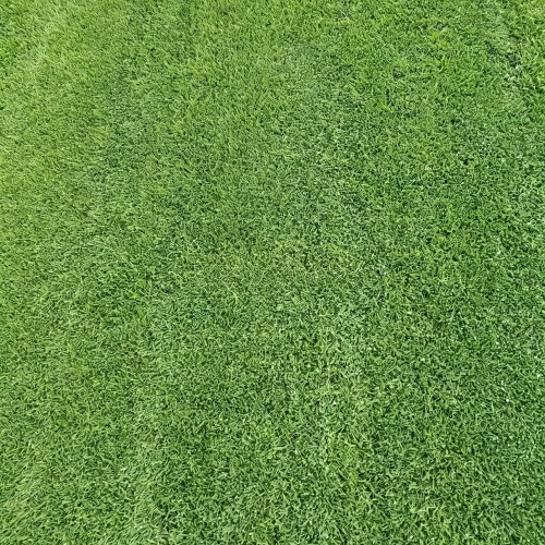 Creeping Bentgrass Seeds | Agrostis stolonifera | Low Growing No Mow Golf & Villa Turf
