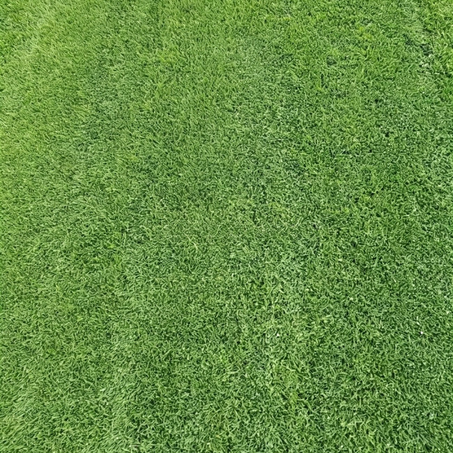 Creeping Bentgrass Seeds | Agrostis stolonifera | Low Growing No Mow Golf & Villa Turf