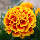 Dwarf French Marigold Seeds - Tagetes patula | Orange-Red with Golden Edge Double Bloom, Pollinator Friendly