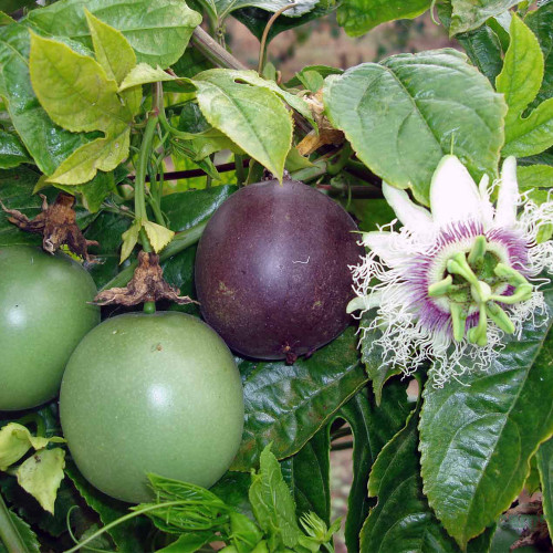 Mixed Purple & Yellow Passion Fruit Seeds - Passiflora edulis, Sweet-Tart Tropical Fruit for Home Garden