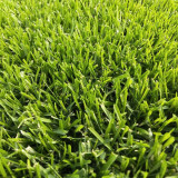 Turf-Type Tall Fescue Seeds - Festuca arundinacea, Low-Maintenance Ornamental Lawn Grass