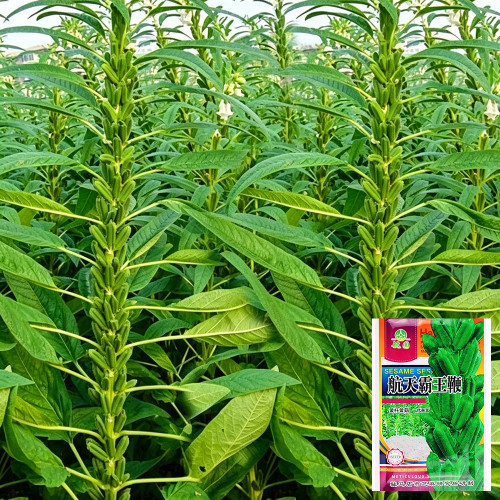 'Hangtian Bawangbian' White Sesame Seeds | Sesamum indicum, High Yield Drought Tolerant Oil Crop