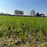 Turf-Type Tall Fescue Seeds - Festuca arundinacea, Low-Maintenance Ornamental Lawn Grass