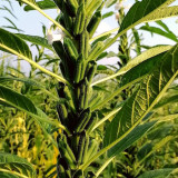 'Hangtian Bawangbian' White Sesame Seeds | Sesamum indicum, High Yield Drought Tolerant Oil Crop