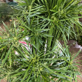 Umbrella Sedge Seeds - Cyperus alternifolius, Perennial Wetland Ornamental for Rain Garden & Pond Plant