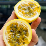 Mixed Purple & Yellow Passion Fruit Seeds - Passiflora edulis, Sweet-Tart Tropical Fruit for Home Garden