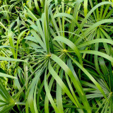 Umbrella Sedge Seeds - Cyperus alternifolius, Perennial Wetland Ornamental for Rain Garden & Pond Plant