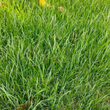 Turf-Type Tall Fescue Seeds - Festuca arundinacea, Low-Maintenance Ornamental Lawn Grass