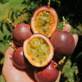 Mixed Purple & Yellow Passion Fruit Seeds - Passiflora edulis, Sweet-Tart Tropical Fruit for Home Garden