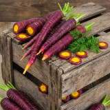 Purple Carrot F1 Seeds - Daucus carota sativus, Anthocyanin-Rich, Yellow Core Purple Root Vegetable