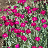 Red Flowered Rose Campion Seeds | Lychnis coronaria | Perennial Red Cut Flower