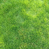 Creeping Bentgrass Seeds | Agrostis stolonifera | Low Growing No Mow Golf & Villa Turf