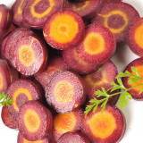 Purple Carrot F1 Seeds - Daucus carota sativus, Anthocyanin-Rich, Yellow Core Purple Root Vegetable