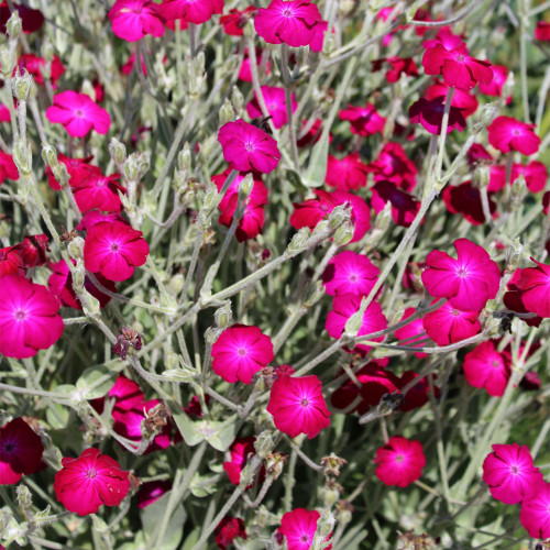 Red Flowered Rose Campion Seeds | Lychnis coronaria | Perennial Red Cut Flower