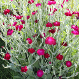 Red Flowered Rose Campion Seeds | Lychnis coronaria | Perennial Red Cut Flower