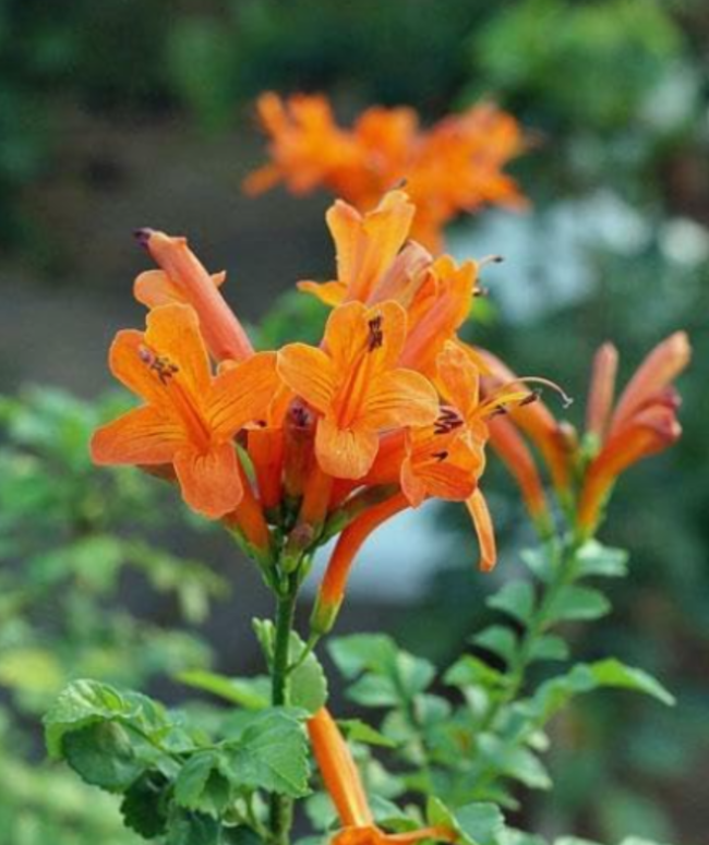 Tecoma capensis Seeds | Cape Honeysuckle | Orange Trumpet-Flower Ornamental Shrub
